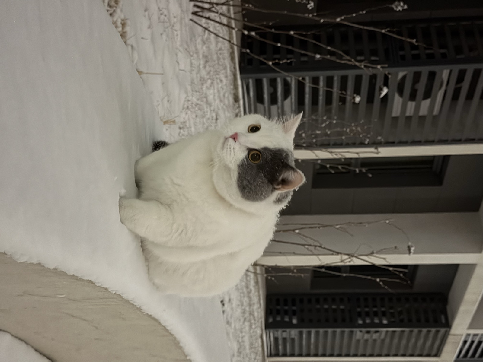铁蛋站在雪地边缘